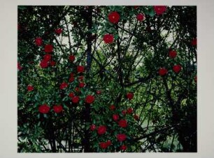 Rosenhecke, Leipzig