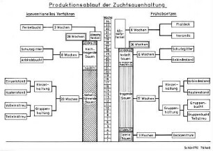 Produktionsablauf der Zuchtsauenhaltung