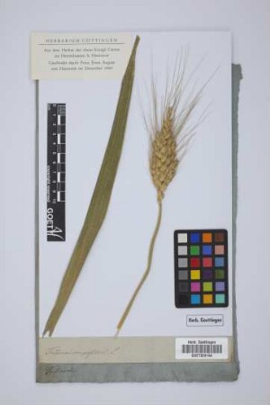 Triticum compositum L.