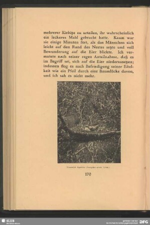 Nistender Sperber, Accipiter nisus, Linn.