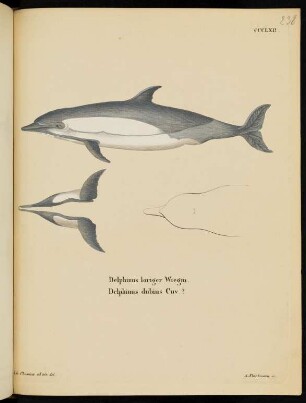 CCCLXII. Delphinus loriger Wiegm. Delphinus dubius Cuv. ?.