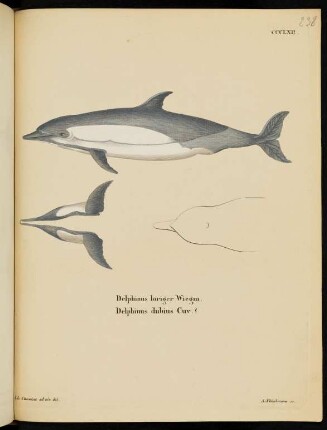 CCCLXII. Delphinus loriger Wiegm. Delphinus dubius Cuv. ?.