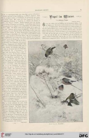 9: Vögel im Winter