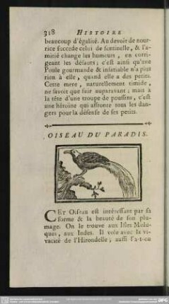 Oiseau Du Paradis