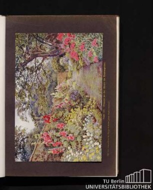 Tafel III. Blumen an der Mauer im Bauerngarten.