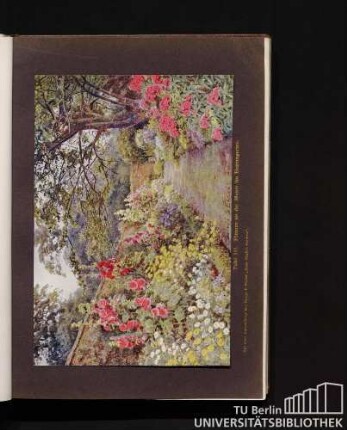 Tafel III. Blumen an der Mauer im Bauerngarten.