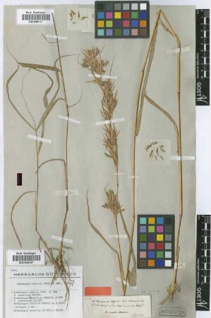 Andropogon connatus Hochst. ex A.Rich. [Isosyntype]