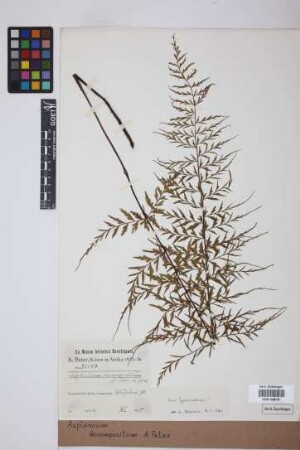 Asplenium decompositum Peter
