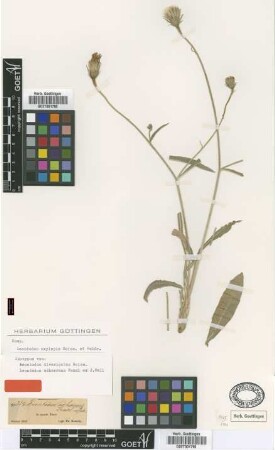 Leontodon adhaerens Fenzl ex Ball [isotype]