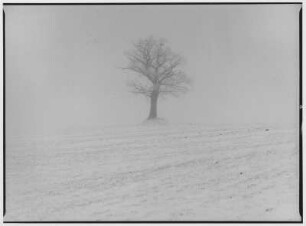Penzlin. Baum im Winter