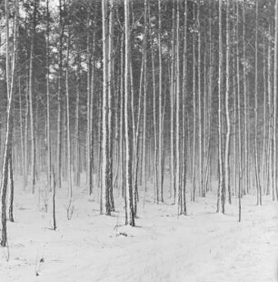 Verschneiter Wald