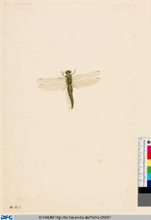 Libelle, von oben