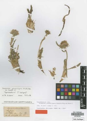 Saussurea glanduligera Sch.Bip. ex Hook.f. [type]