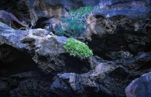 Spanien. Gran Canaria. Puerto de las Nieves. Pflanzen im Vulkangestein