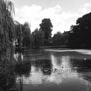 Mühlenteich: vorn Wassergeflügel: am Ufer Bäume: hinten Mitte Häuser