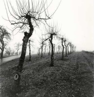 Obstbäume
