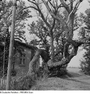 Durch Sturmschäden verkrüppelte Linden