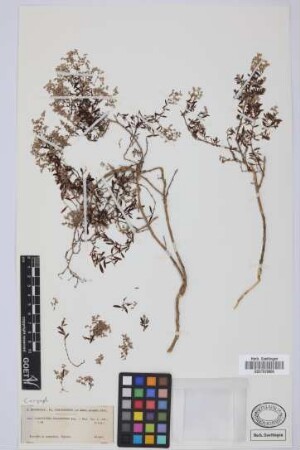 Paronychia canariensis Juss.