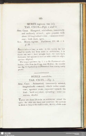 Murex costellifer. Tab. CXCIX — Fig. 3