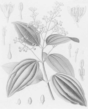 Zimt (Cinnamomum zeylanicum), farbig : Geographie | Wirtschaftsgeographie | Zucker-, Gewürz- und Getränke liefernde Pflanzen | Gewürzplanzen (Muskatnuß, Zimt, Vanille)