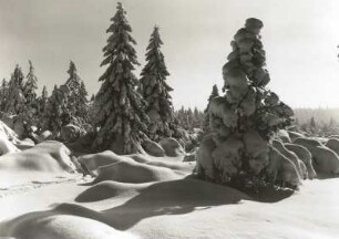 Osterzgebirge. Verschneite Fichten am Rand des Georgenfelder Hochmoores