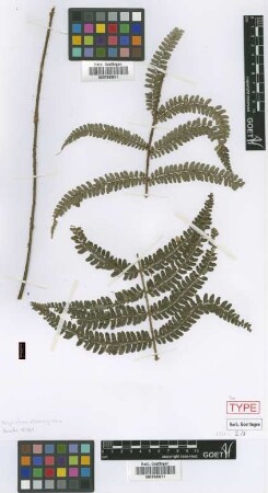 Polystichum albomarginatum M.Kessler & A.R.Sm. [isotype]