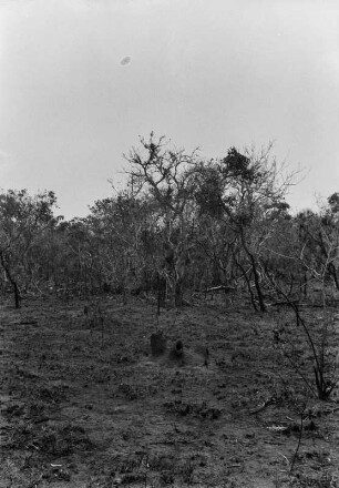 Strauchvegetation : Vegetation, vor allem aus Büschen und Sträuchern bestehend.