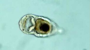 Chaetopterus variopedatus larva Helgoland 2020