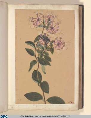 Caprifolium germanicum. sive Cericlymenum non perfoliatum germanicum.