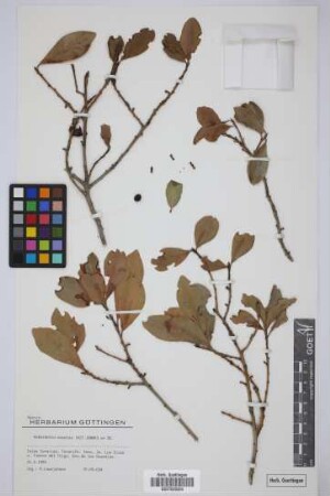 Heberdenia excelsa (Ait.) Banks ex Roem. & Schult.