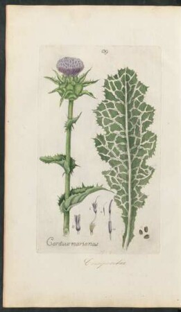 139. Carduus marianus