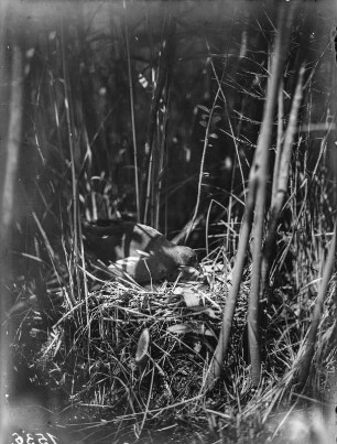 Wasserralle : Wasserralle (Rallus aquatioris Linnaeus) auf dem Nest mit Gelege.