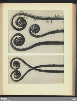 Adiantum pedatum