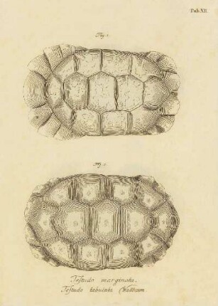 Tab XII. Testudo marginata. Testuda tabulata Wallbaum