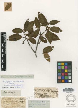 Calycogonium muricatum Griseb. [lectotype]