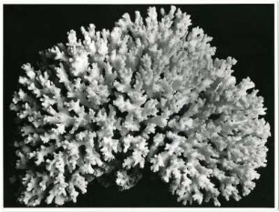 Madrepora corymbosa, Steinkoralle, Hexacorallia, Rotes Meer