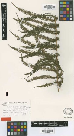 Nephrodium schizotis Hook. [isotype]