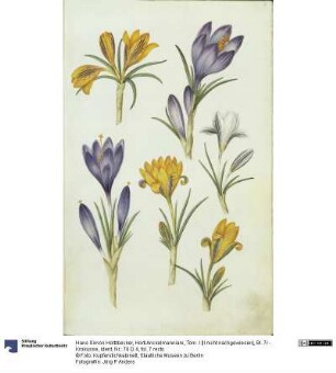 Horti Anckelmanniani, Tom. I [II nicht nachgewiesen], Bl. 7r - Krokusse