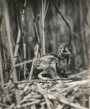 Rohrdommel : Rohrdommel (Botaurus stellaris L.), etwa 14 Tage alter Jungvogel in Abwehrstellung
