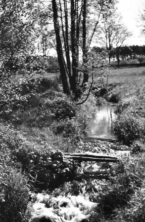 Zweig eines Blühenden Obstbaumes in Forth