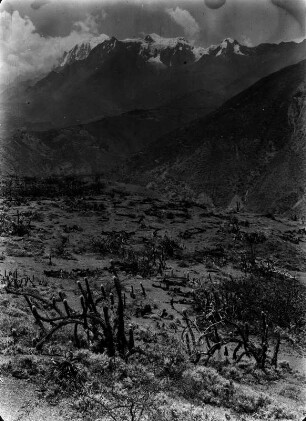 Trockenvegetation mit Illimani : Blick über Andenvegetation mit Berg im Hintergrund