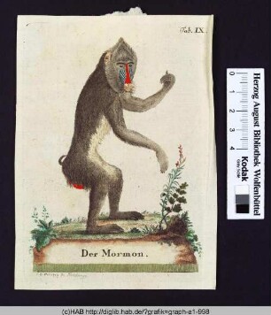 Der Mormon.