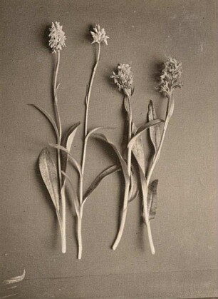 Breitblättriges Knabenkraut (Dactylorhiza majalis), auch Breitblättrige Fingerwurz im Vergleich (Archis maculatus und latifolius)