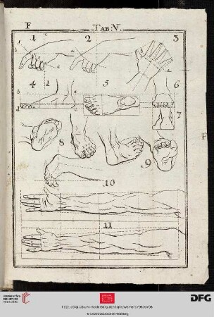 Tab. V [Hand, Fuß, Arm (Proportionen)]