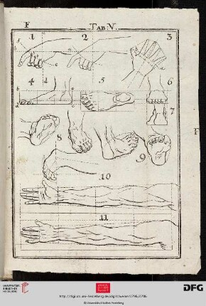 Tab. V [Hand, Fuß, Arm (Proportionen)]