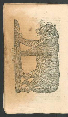 Tafel: The tiger.