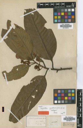 Myristica guatteriifolia A.DC. [isotype]