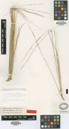 Stipa peruviana Hitchc. [isotype]