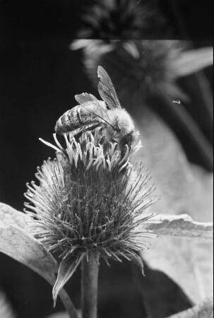Makrofotos. Biene auf einer Blüte