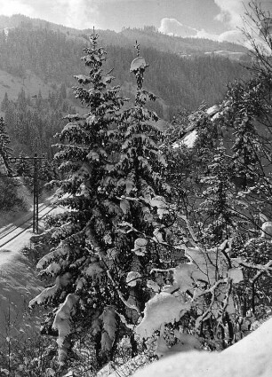 Winterbilder. Nadelbäume im Schnee (vielleicht bei Garmisch-Partenkirchen)